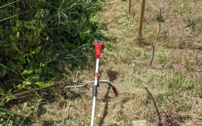 Cleaning giant reed and wild vines encroaching on the east fence.