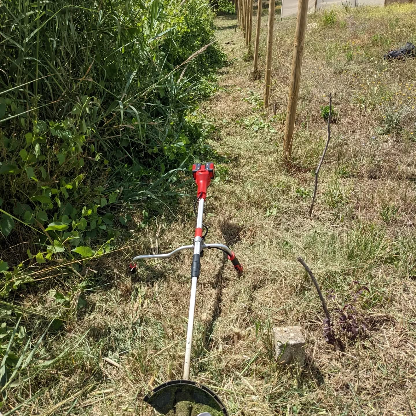 Cleaning giant reed and wild vines encroaching on the east fence.
