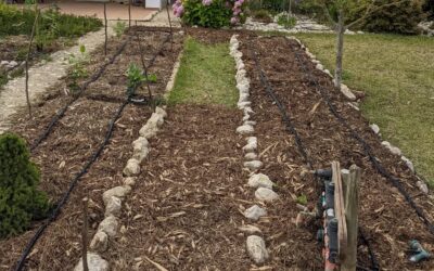 #soakerhose #irrigation set up in the medicinal plant beds.