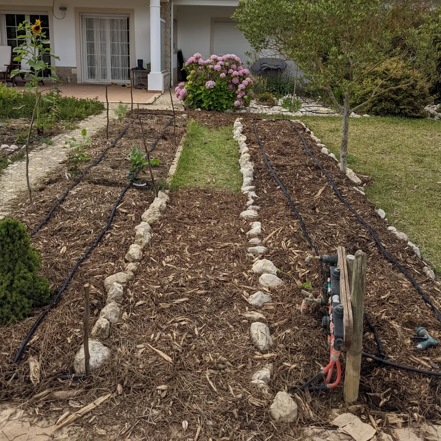 #soakerhose #irrigation set up in the medicinal plant beds.