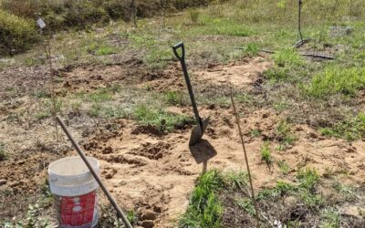 Flattened the soil bumps at the zone 2 edge a bit, added compost, and started mulching. Should hopefully stop the soil from getting so bare, dry, and compacted…