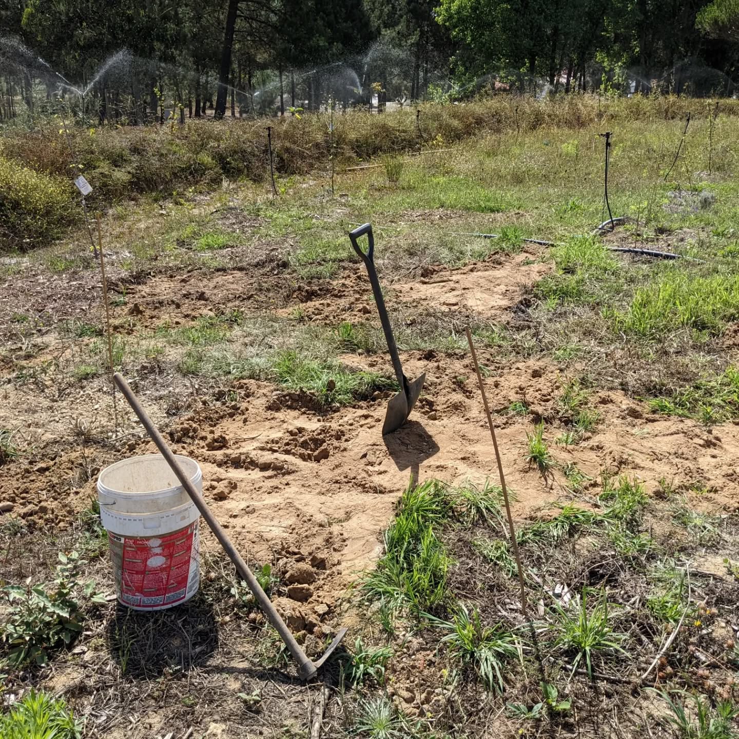 Flattened the soil bumps at the zone 2 edge a bit, added compost, and started mulching. Should hopefully stop the soil from getting so bare, dry, and compacted…