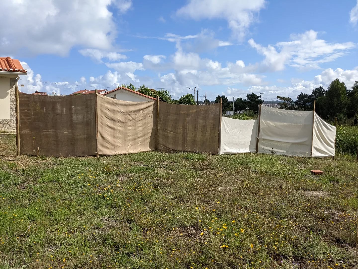 Added #hessian cloth to the posts installed the other day, to make another #windbreak. Both rolls of cloth remaining were running out, but we managed.