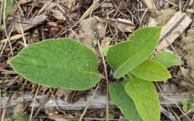 A #comfrey plant! We had planted a few but this is the first (only?) To grow so far.