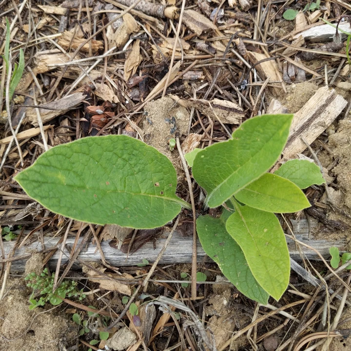 A #comfrey plant! We had planted a few but this is the first (only?) To grow so far.