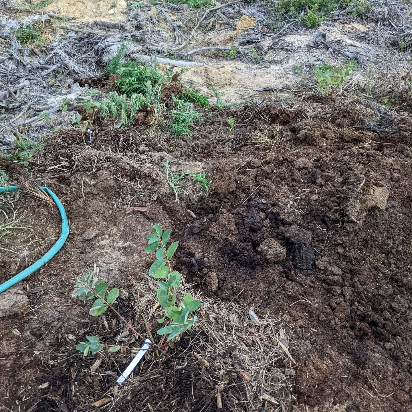 Planted 3 #honeysuckle bushes