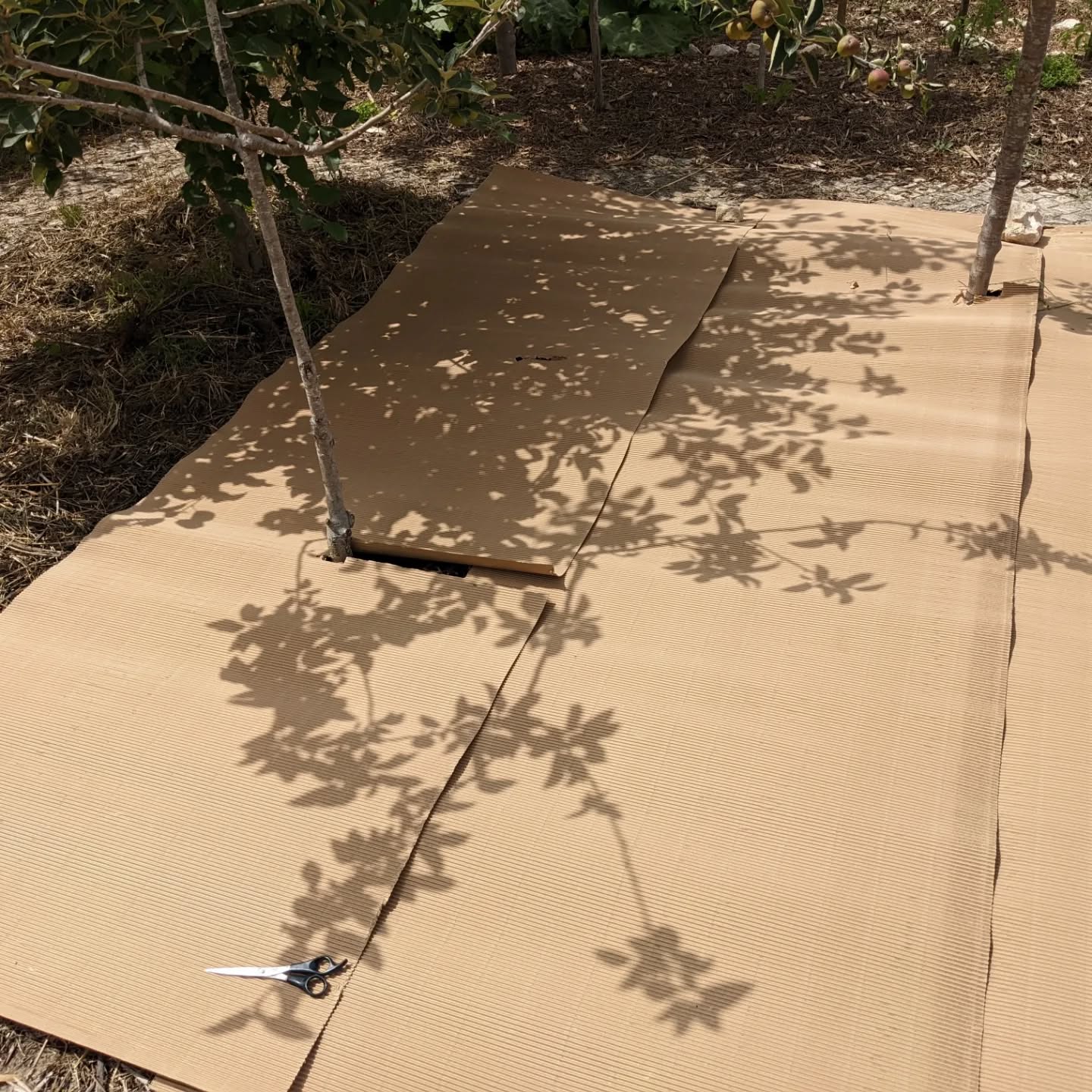 Lasagna-ing the area around the established fruit trees in zone 1.