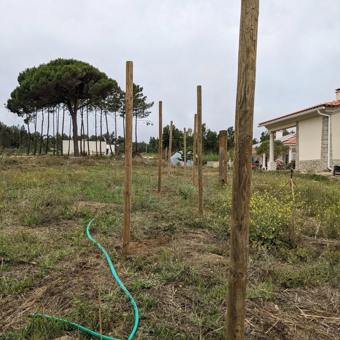 Placing fence posts for a new #windbreak to protect the playground shade tree line and the berry patch.