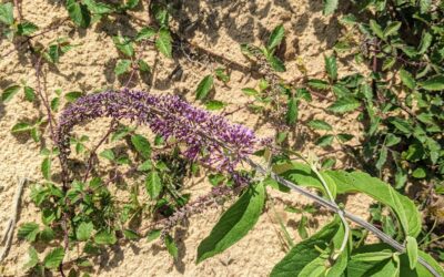 The butterfly bush (buddleia) is thriving! And so is the blackberry.
