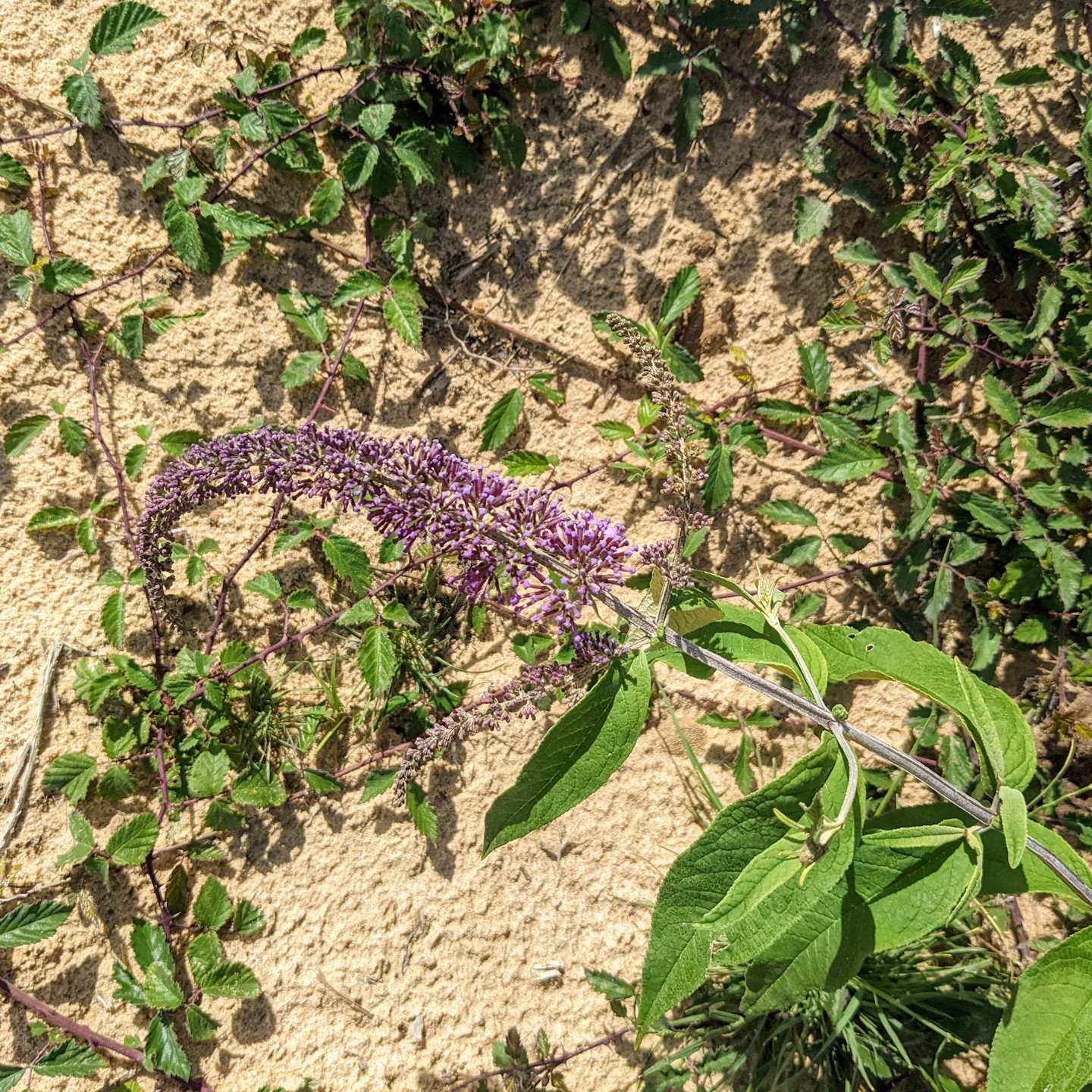 The butterfly bush (buddleia) is thriving! And so is the blackberry.