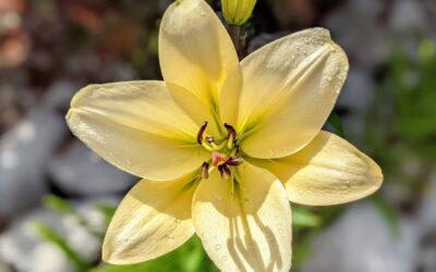 Falling in love with flowers.