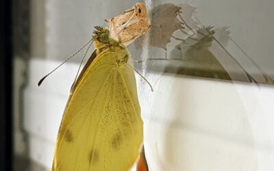 A butterfly picked our garden door to take care of its offspring. It is surprising as this is the door with most traffic.