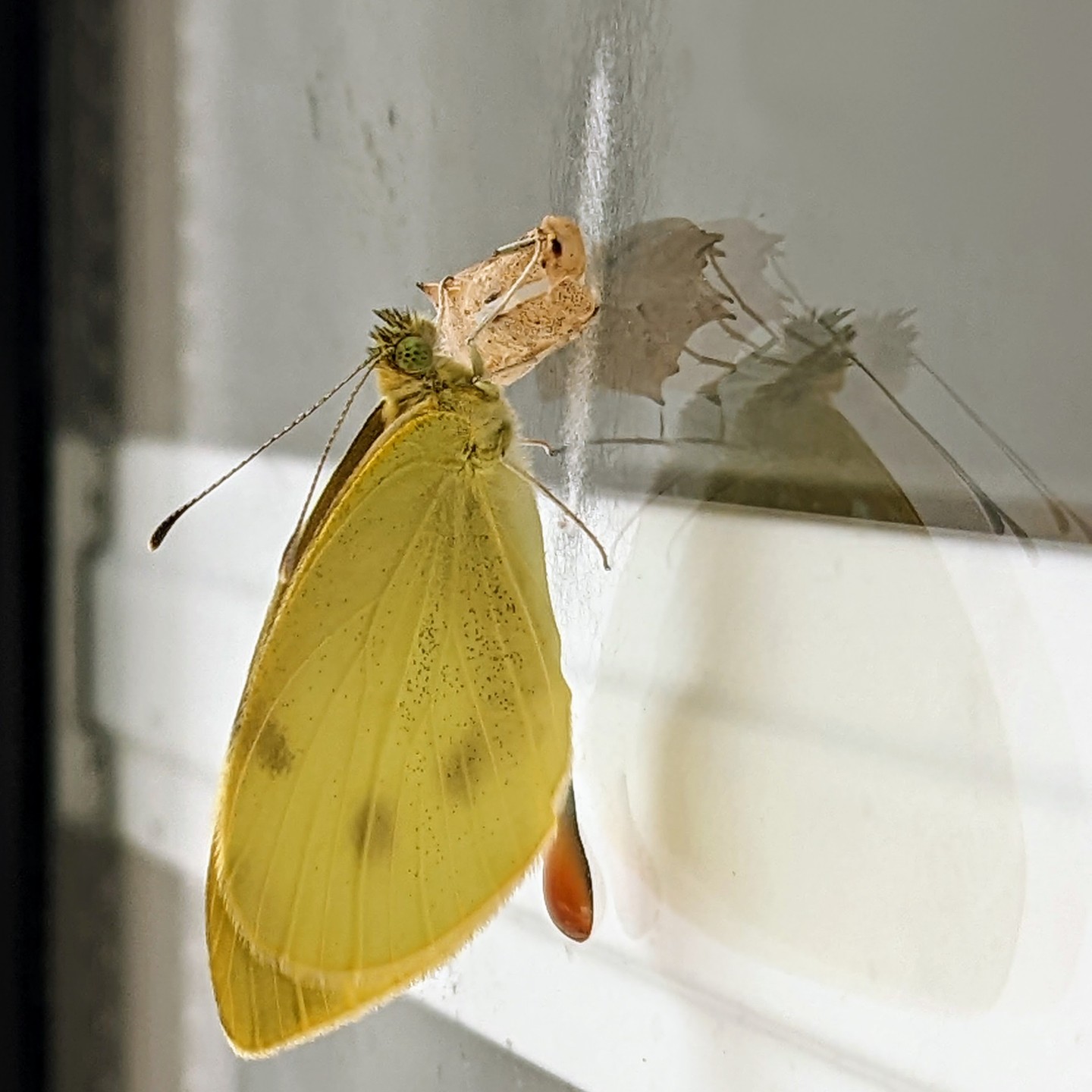 A butterfly picked our garden door to take care of its offspring. It is surprising as this is the door with most traffic.