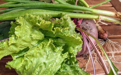 There is something about picking up lunch from the garden that is just magical. And it doesn’t get old.