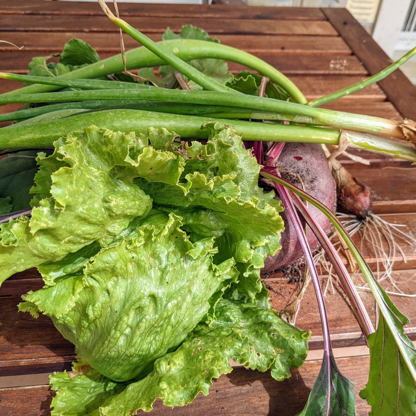 There is something about picking up lunch from the garden that is just magical. And it doesn’t get old.