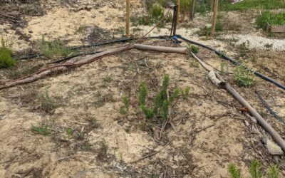 Making edges out of eucalyptus logs left from cleaning the plot lady year.