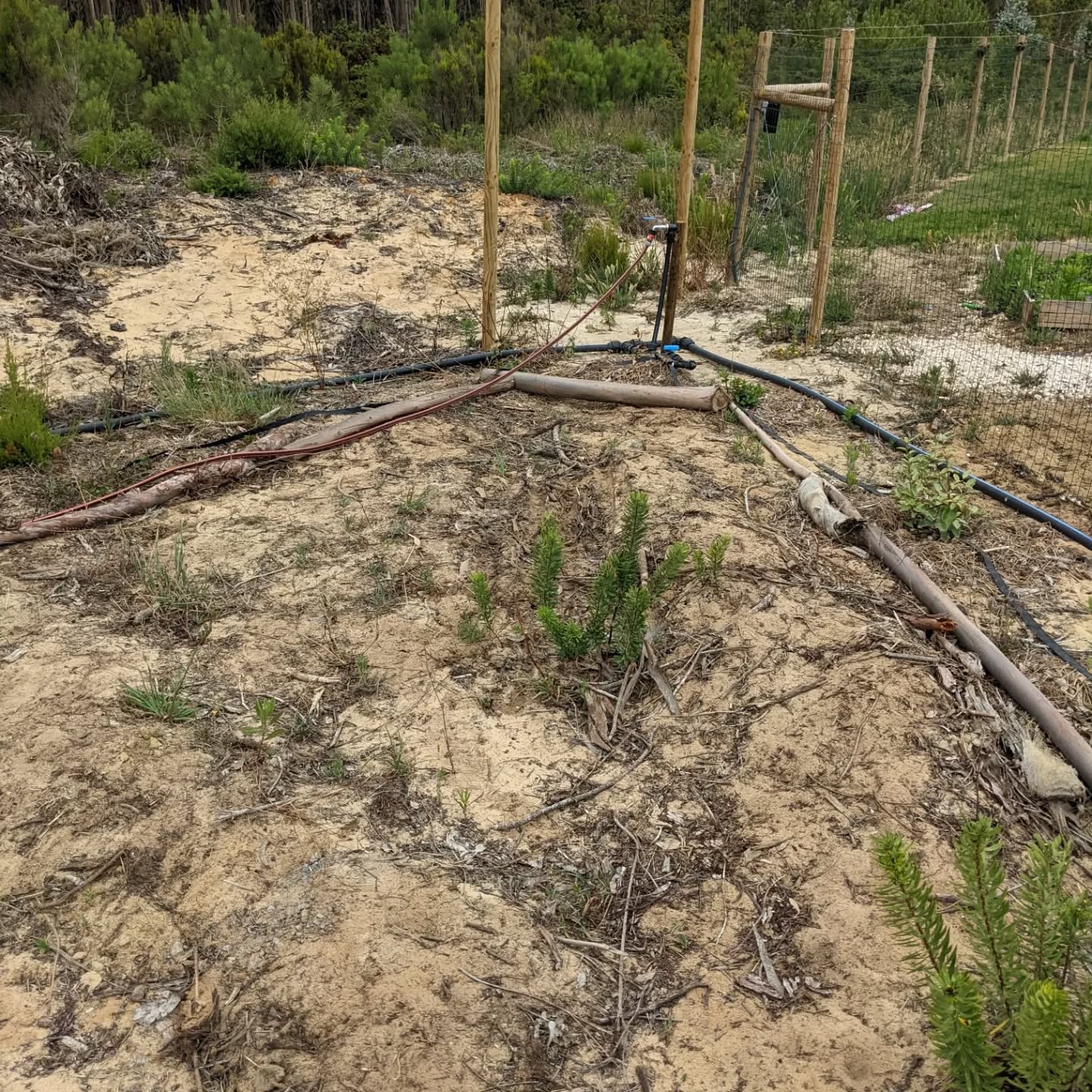 Making edges out of eucalyptus logs left from cleaning the plot lady year.