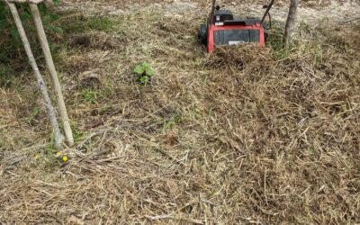 Using the lawn dethatcher to chop up some bundles of weeds used for mulching last year.