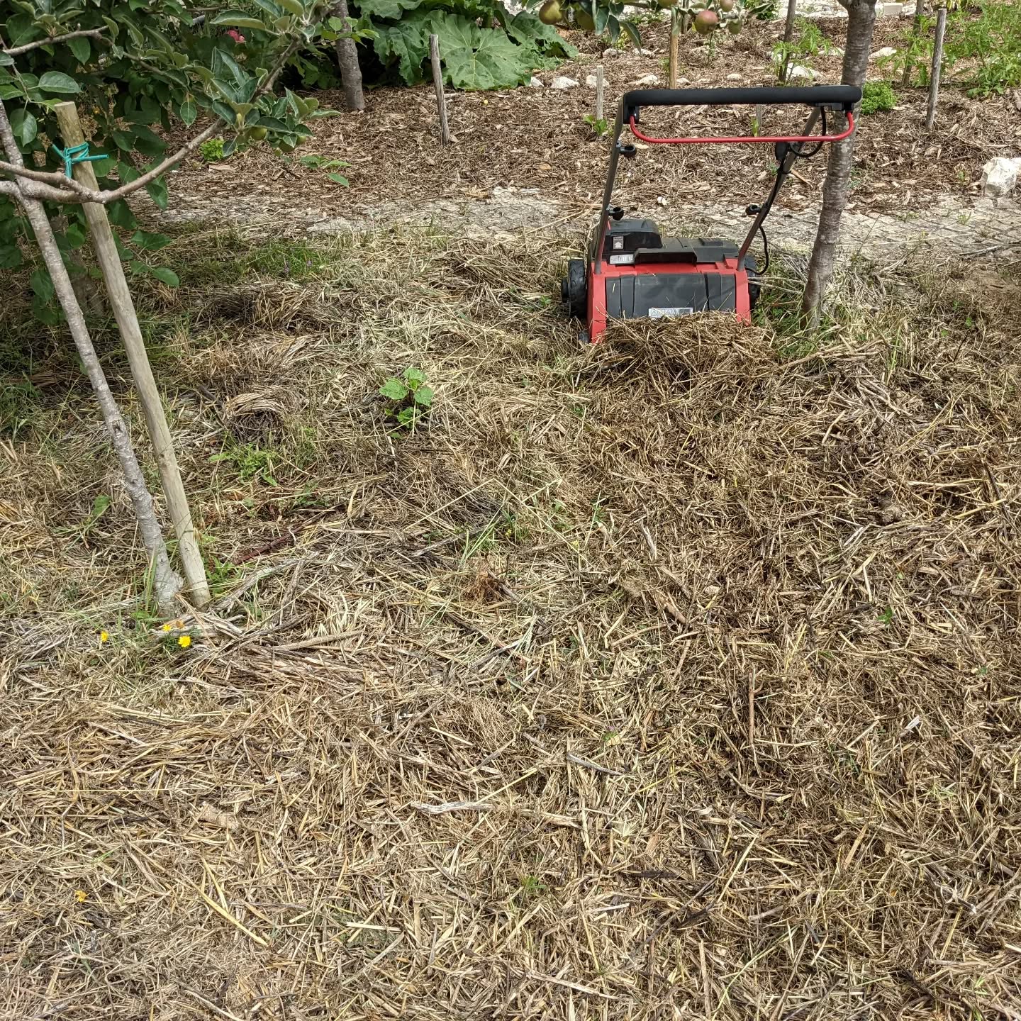Using the lawn dethatcher to chop up some bundles of weeds used for mulching last year.