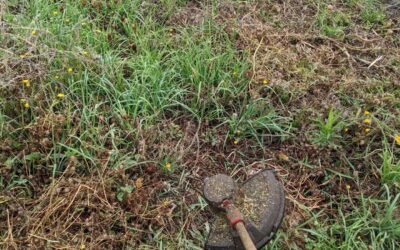 Trimming cover crop and other growth. Parts of the east fence tree lines are completely covered in brambles 😱