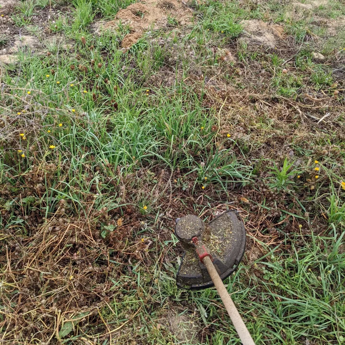 Trimming cover crop and other growth. Parts of the east fence tree lines are completely covered in brambles 😱