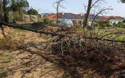 There was almost no wind this morning. Took the opportunity to cut down this #pinetree that was dead after its roots got damaged while digging the west swale.