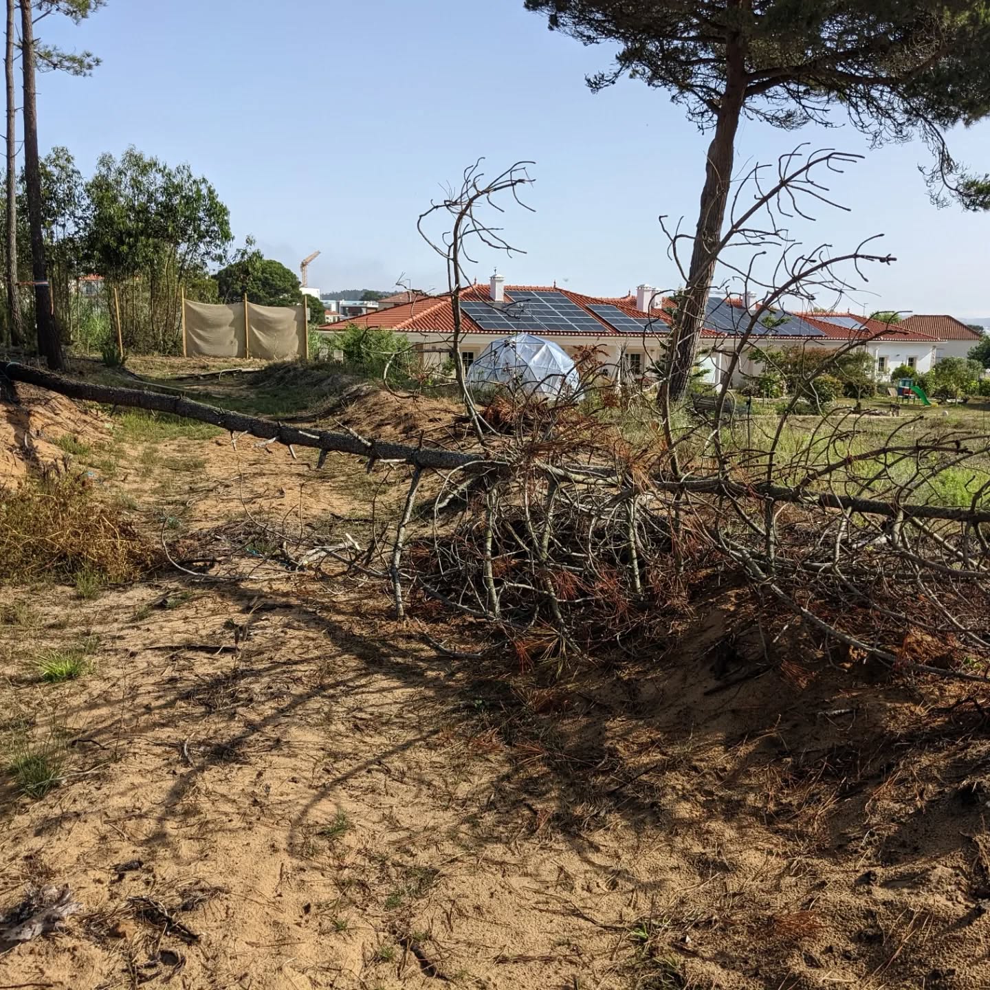 There was almost no wind this morning. Took the opportunity to cut down this #pinetree that was dead after its roots got damaged while digging the west swale.