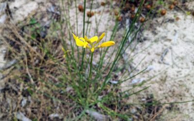 Giesta comum starting to flower.