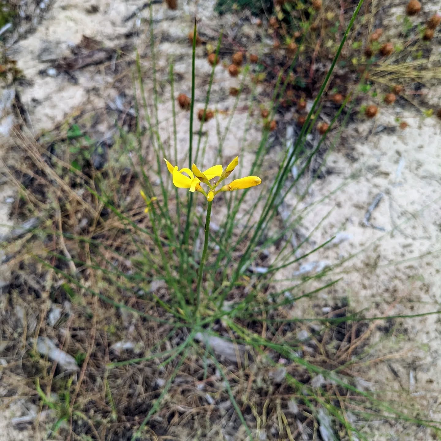 Giesta comum starting to flower.