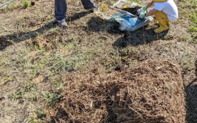 Applying manure and #mulch on bare soil near the #zone1 / #zone2 border.