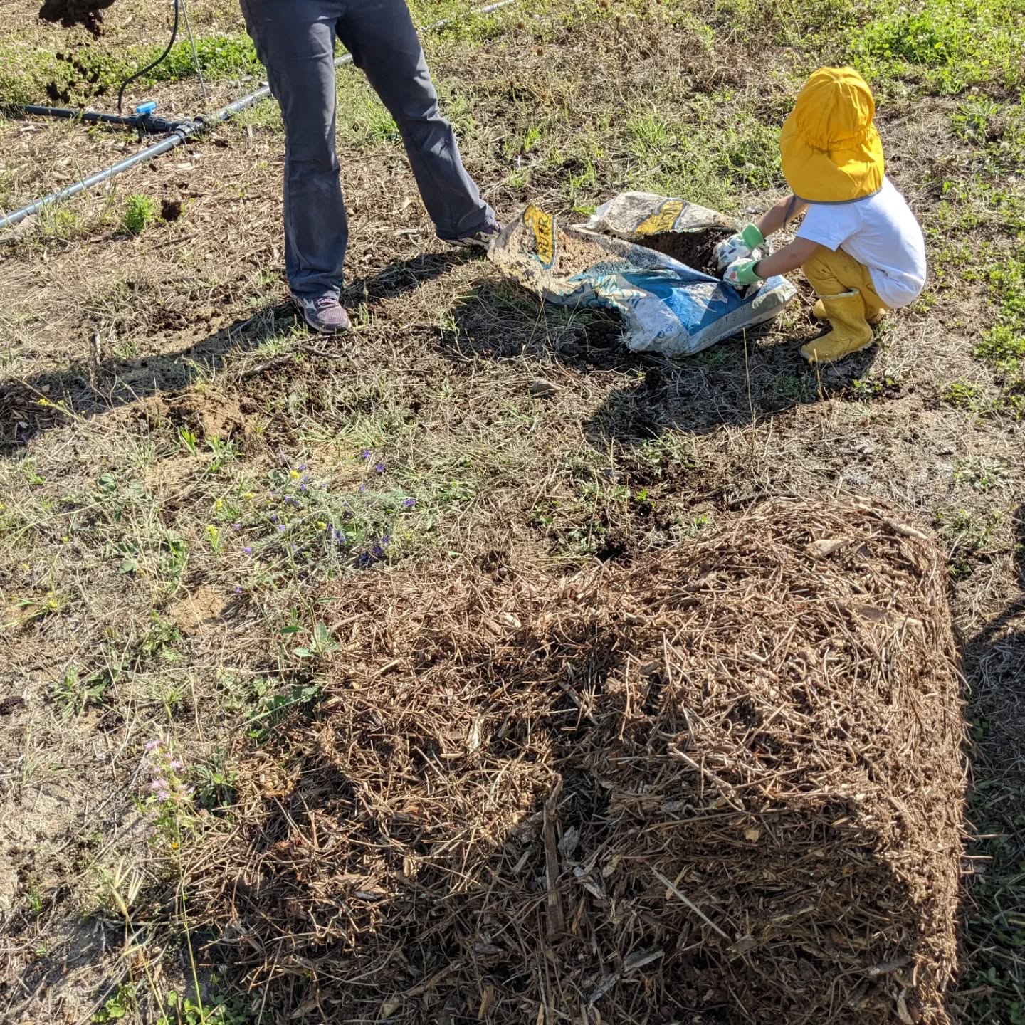 Applying manure and #mulch on bare soil near the #zone1 / #zone2 border.