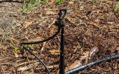 Replaced some of the soaker hose lines with micro sprinklers. They seem to be much better at evenly wetting along the #irrigation zone.