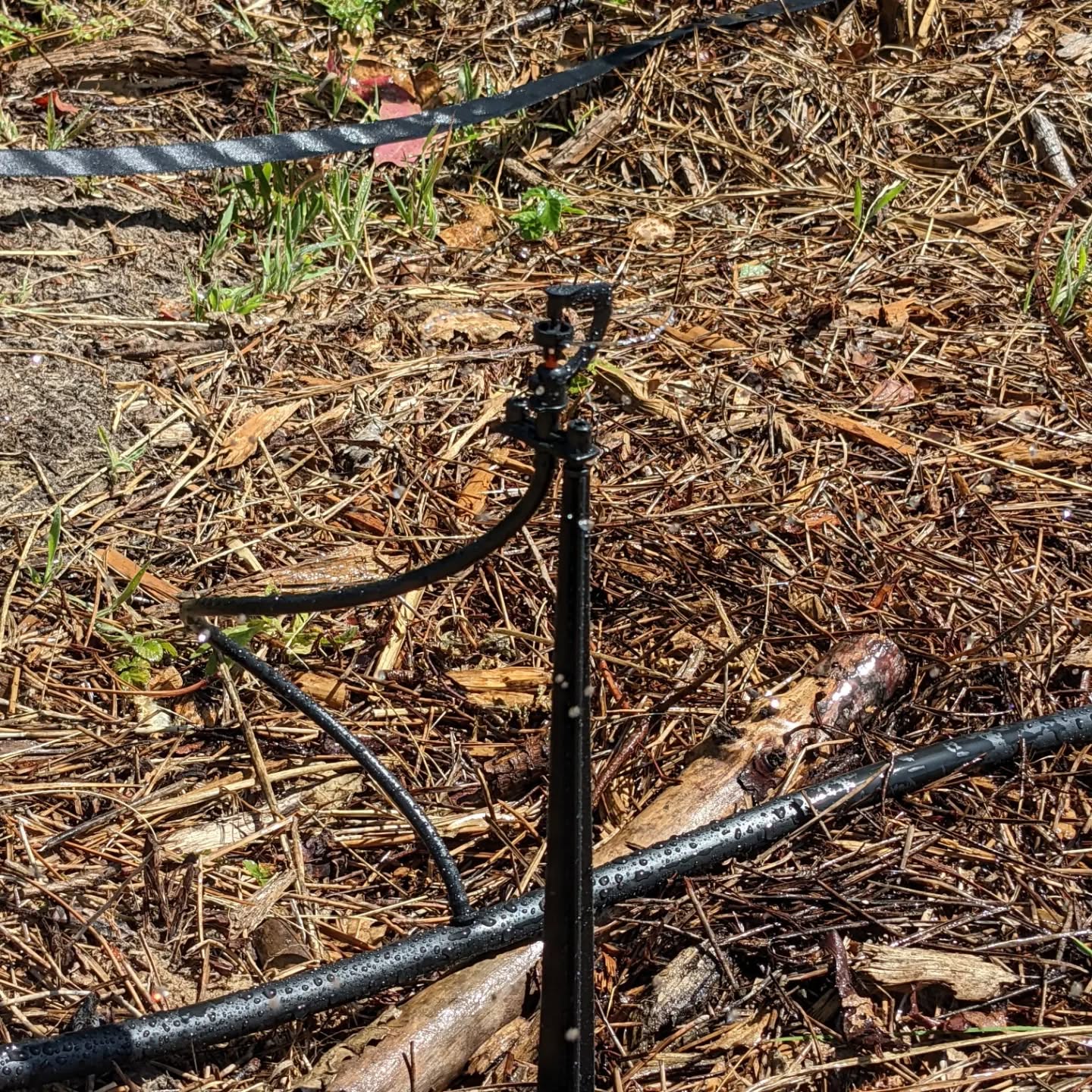 Replaced some of the soaker hose lines with micro sprinklers. They seem to be much better at evenly wetting along the #irrigation zone.