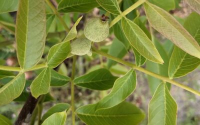 An unexpected gift: two of the #walnuttrees have #walnuts!