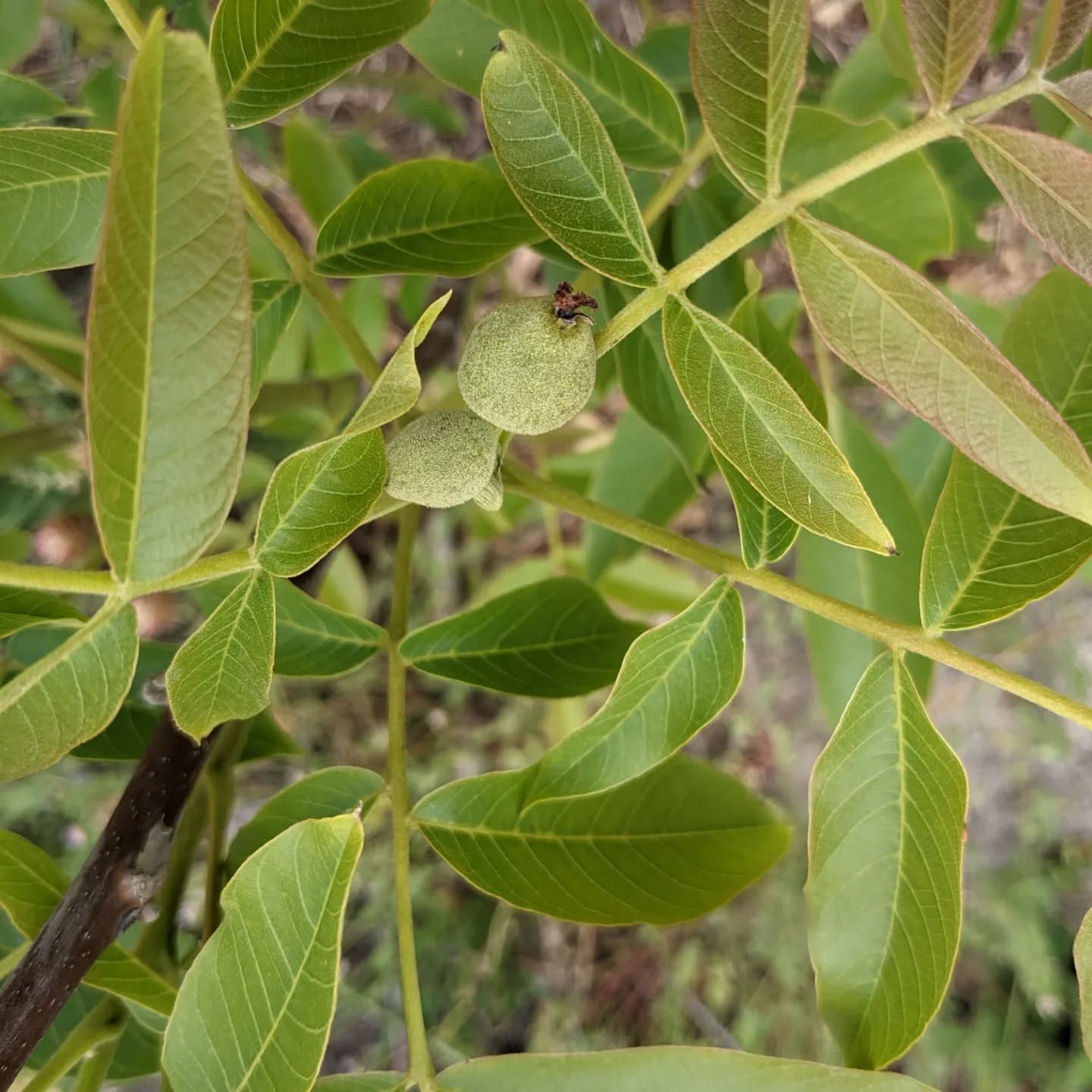 An unexpected gift: two of the #walnuttrees have #walnuts!