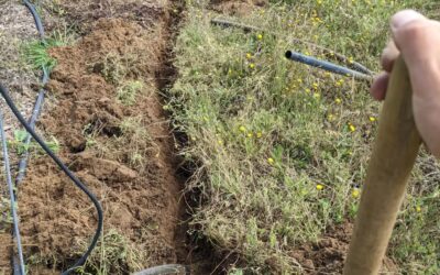 The unused part of the old #irrigation mainline is all out now. This should hopefully conclude digging in zone 2 for a while…