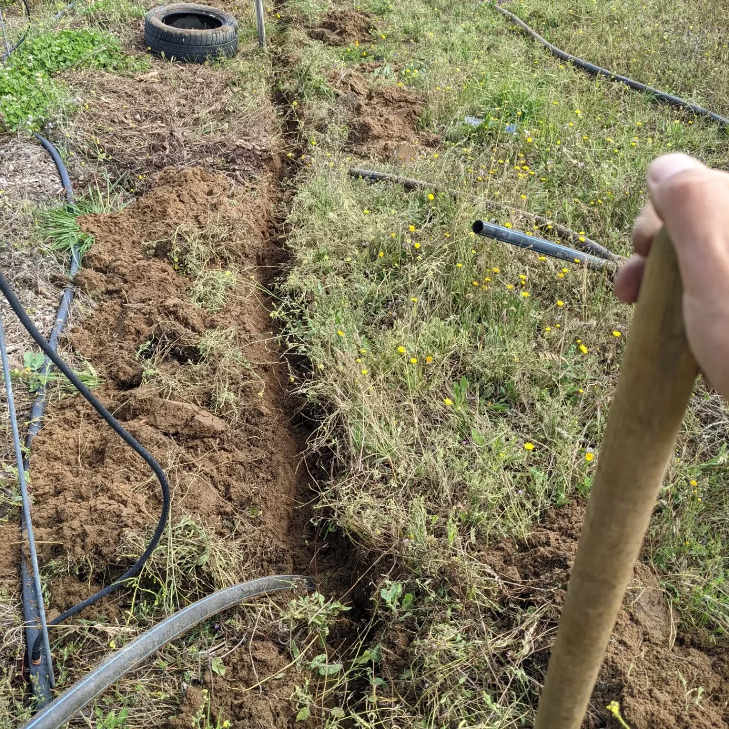 The unused part of the old #irrigation mainline is all out now. This should hopefully conclude digging in zone 2 for a while…