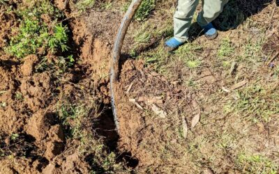 Digging up the old #irrigation mainline.