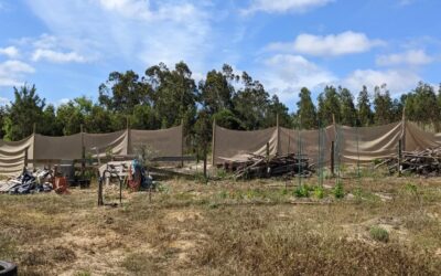 Added more poles to the #windbreak . The hessian cloth had stretched too much, seems better now.