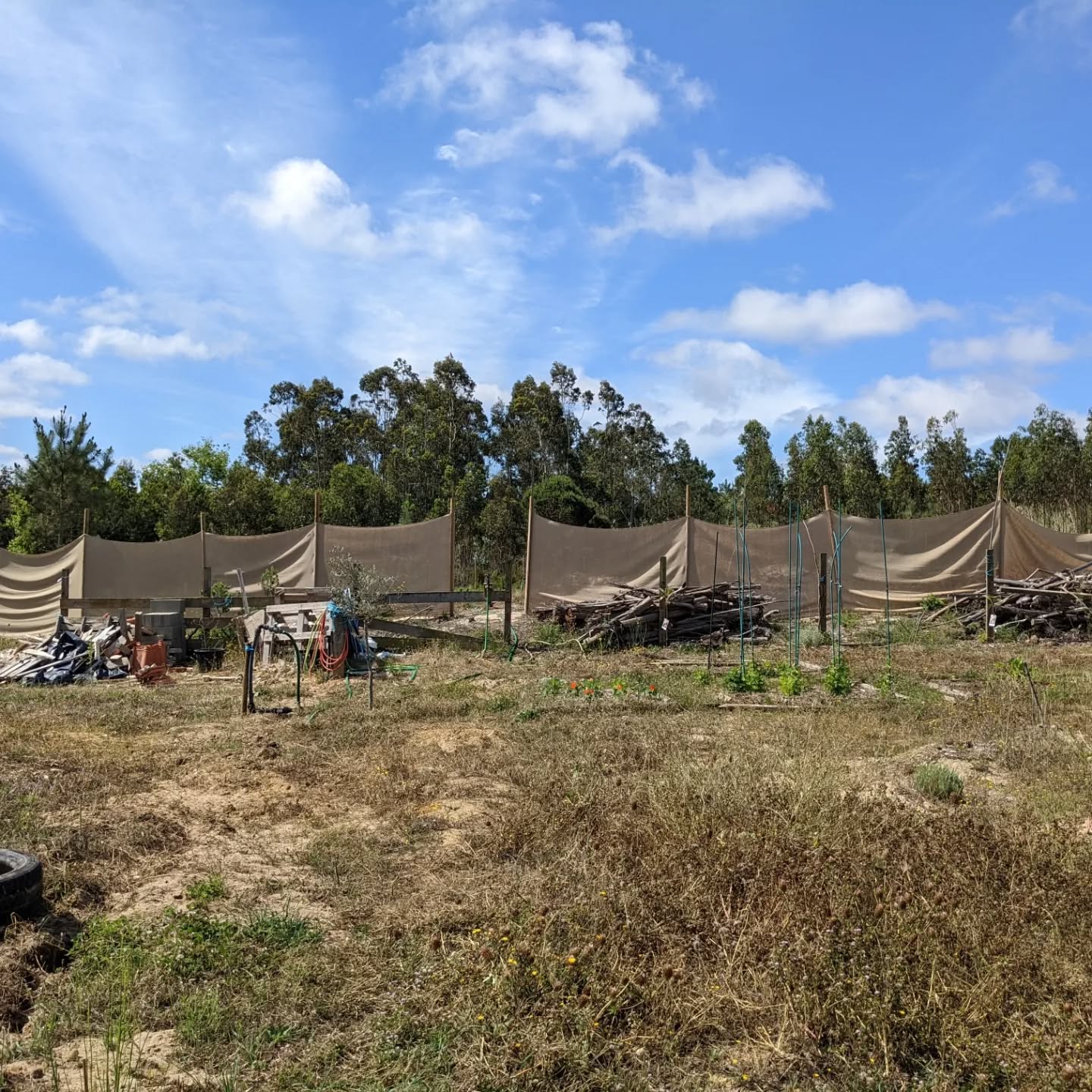 Added more poles to the #windbreak . The hessian cloth had stretched too much, seems better now.