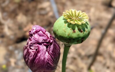 A poppy with two flowers, one just about to blossom and the other after loosing its petals. Beautiful.