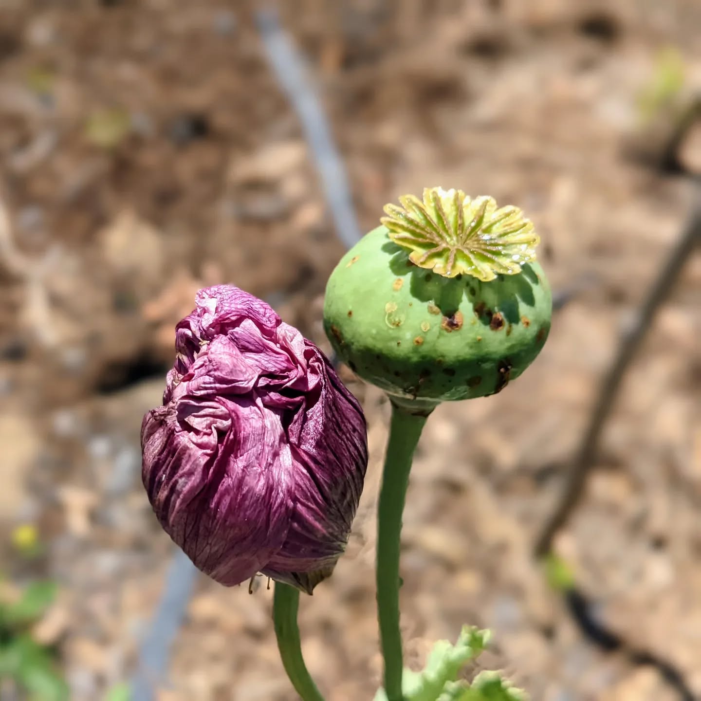 A poppy with two flowers, one just about to blossom and the other after loosing its petals. Beautiful.
