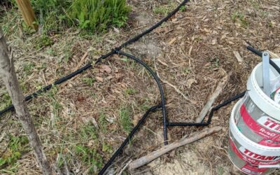 Two more soaker hose lines connected to the circuit upgraded in the morning. Unfortunately the top 2 meters or so don’t get wet, need more work.
