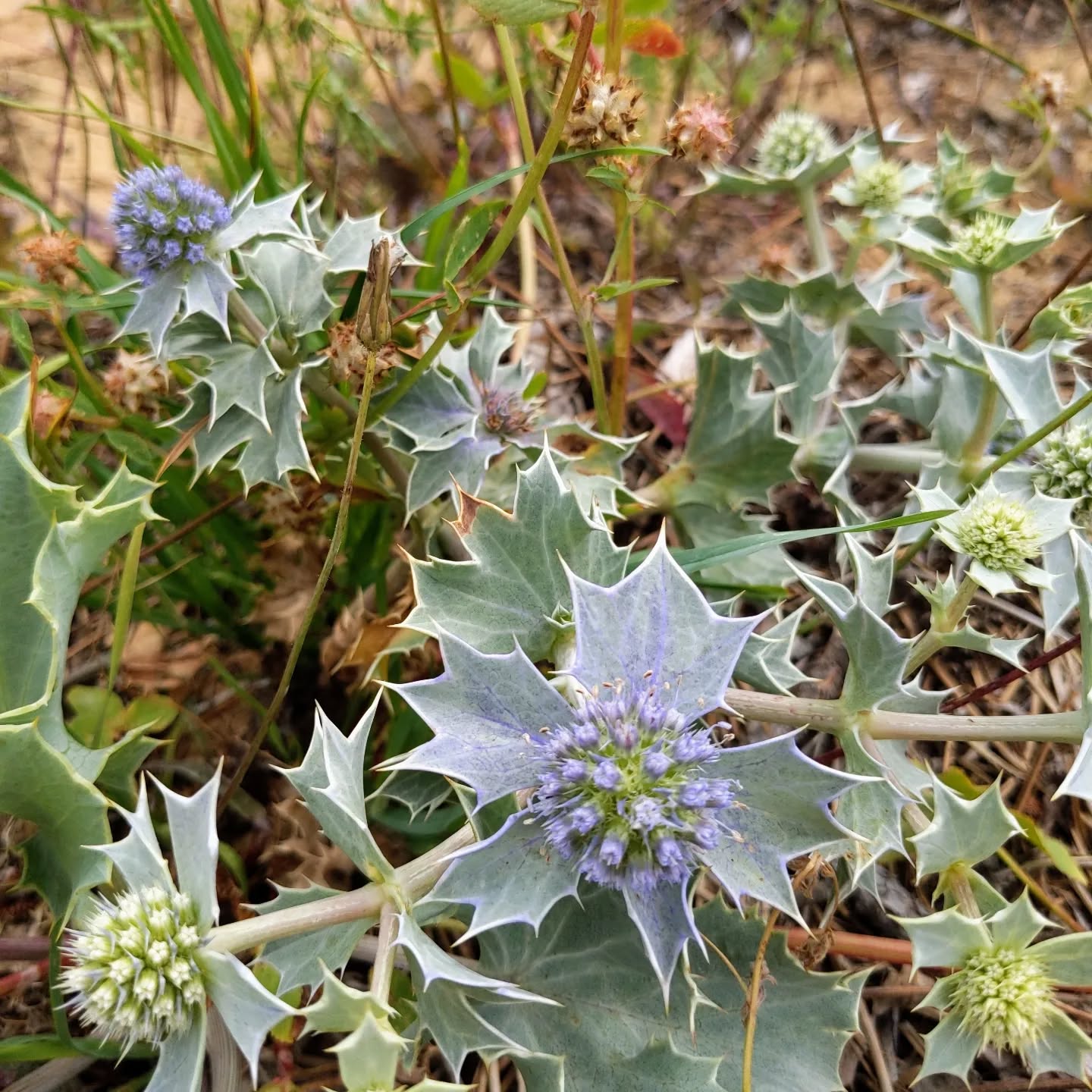 Flowering #seaholly