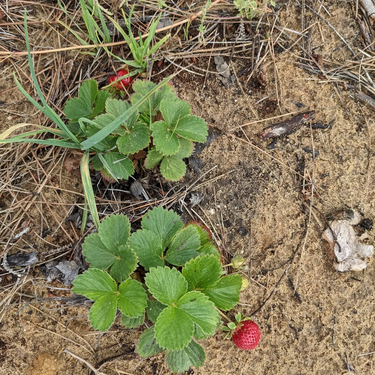 They might look small (and one of them half eaten by something), but these #strawberries were amazingly tasty