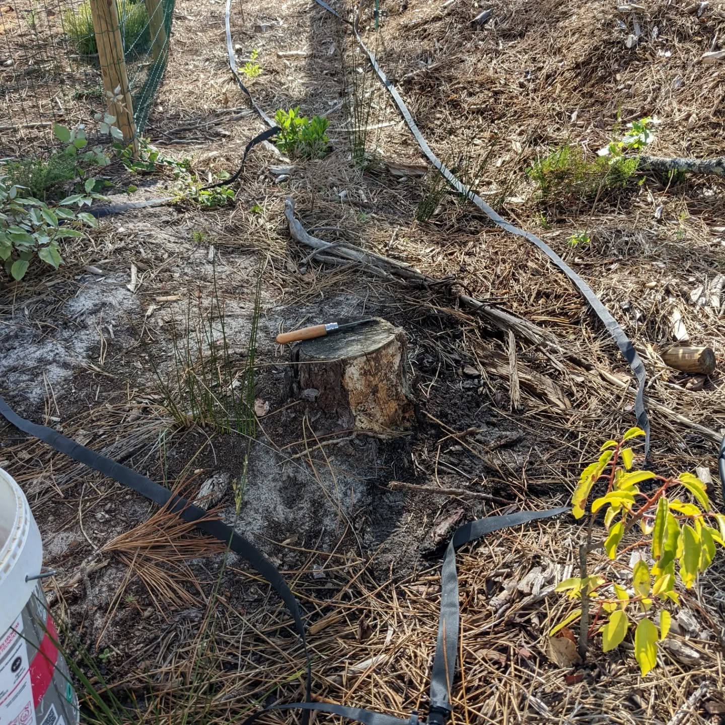 Installing #soakerhose along perimeter lines that are difficult to reach with sprinklers.