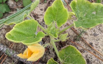 Not sure if it’s a #pumpkin or #courgette , but it’s flowering