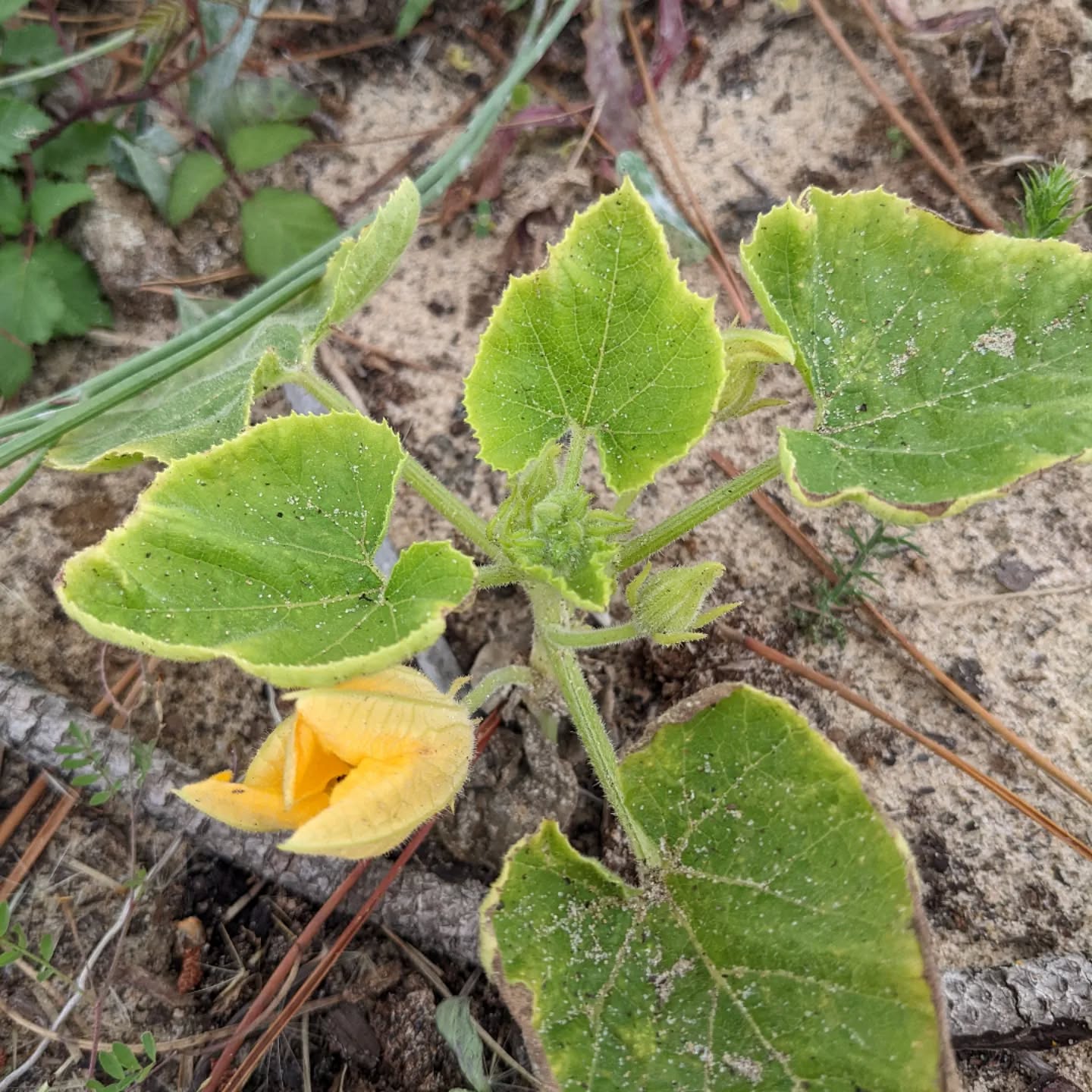 Not sure if it’s a #pumpkin or #courgette , but it’s flowering