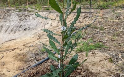 Tree planting time! Two macadamia and a passion fruit were liberated from their pots.