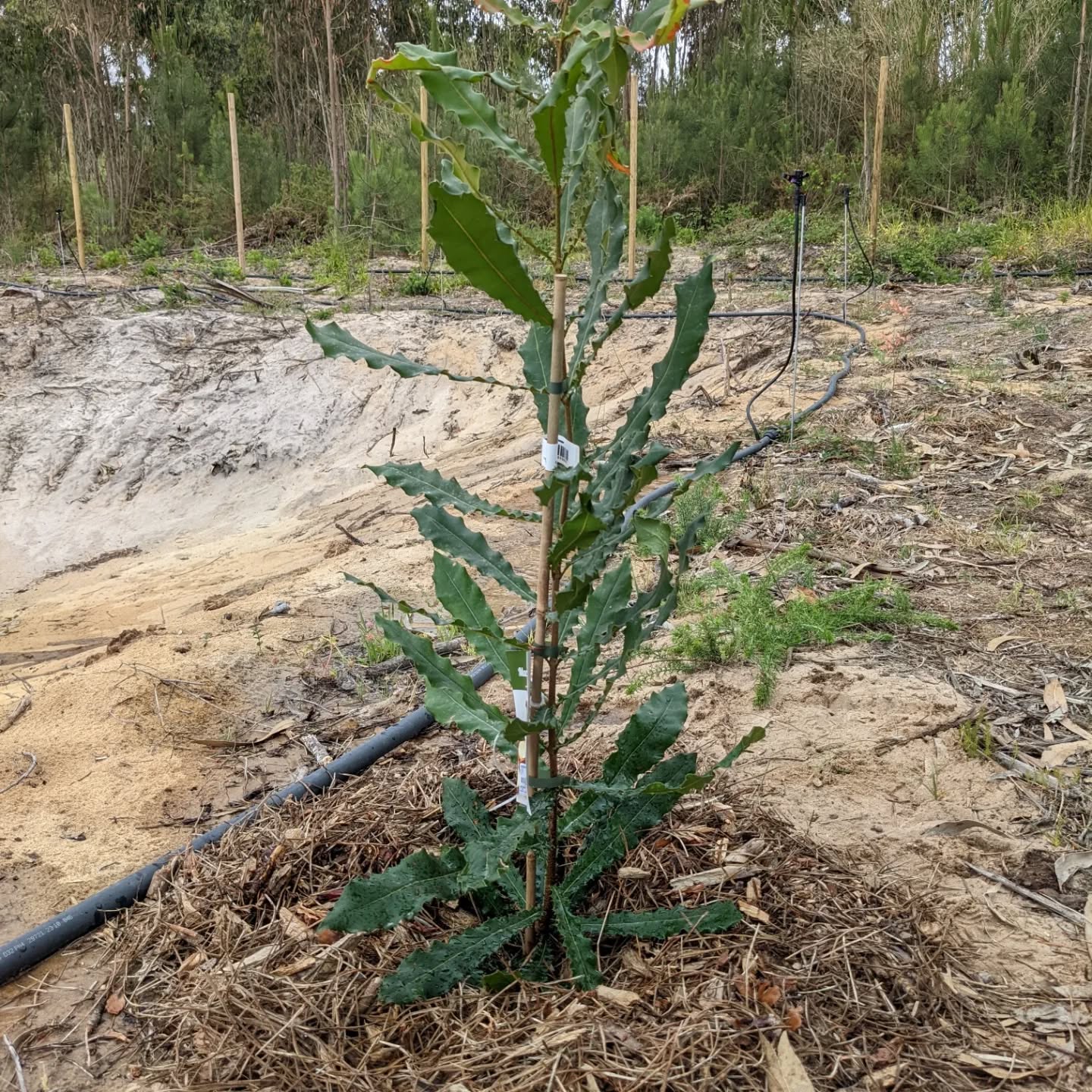 Tree planting time! Two macadamia and a passion fruit were liberated from their pots.